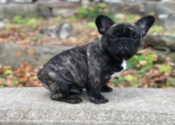 french bulldog puppies new england