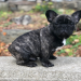 french bulldog puppies new england