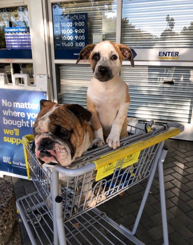 best buy pets