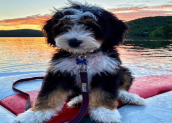 bernedoodle michigan