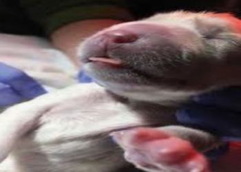 dog c section near me