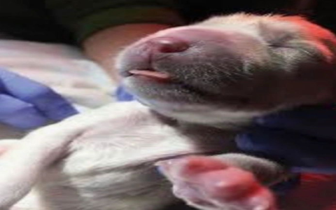 dog c section near me