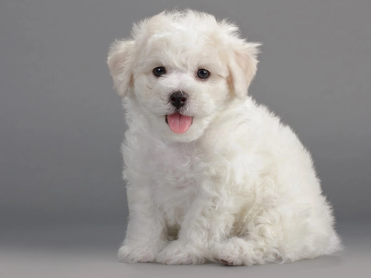 bichon dog price