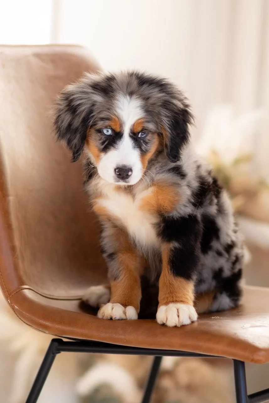 free australian shepherd puppies near me