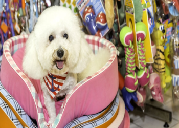 pet animals shop near me