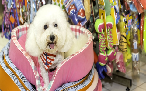 pet animals shop near me