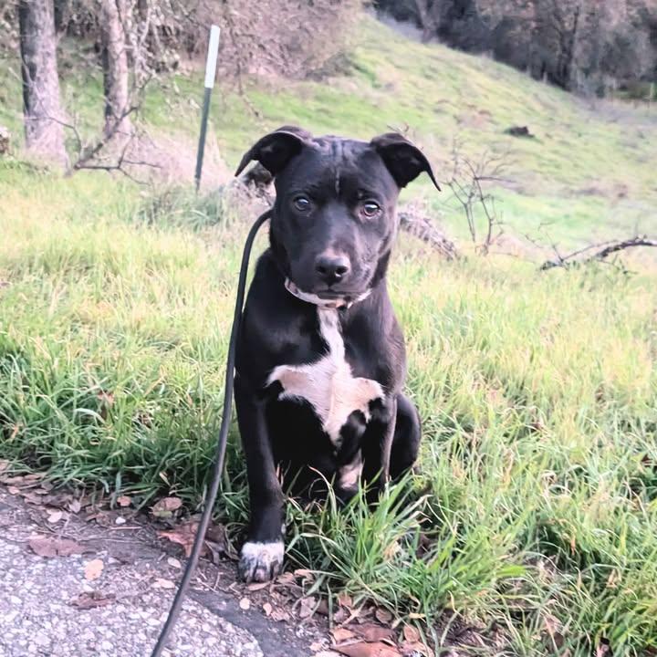 petfinder grass valley