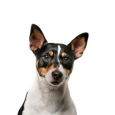 rat terrier puppies for sale in texas