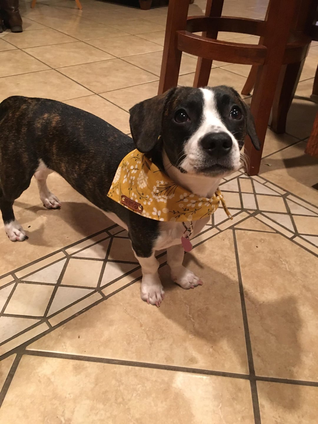 boston terrier dachshund