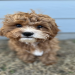 petfinder cavapoo