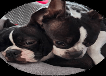 boston terrier rescue michigan