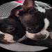 boston terrier rescue michigan