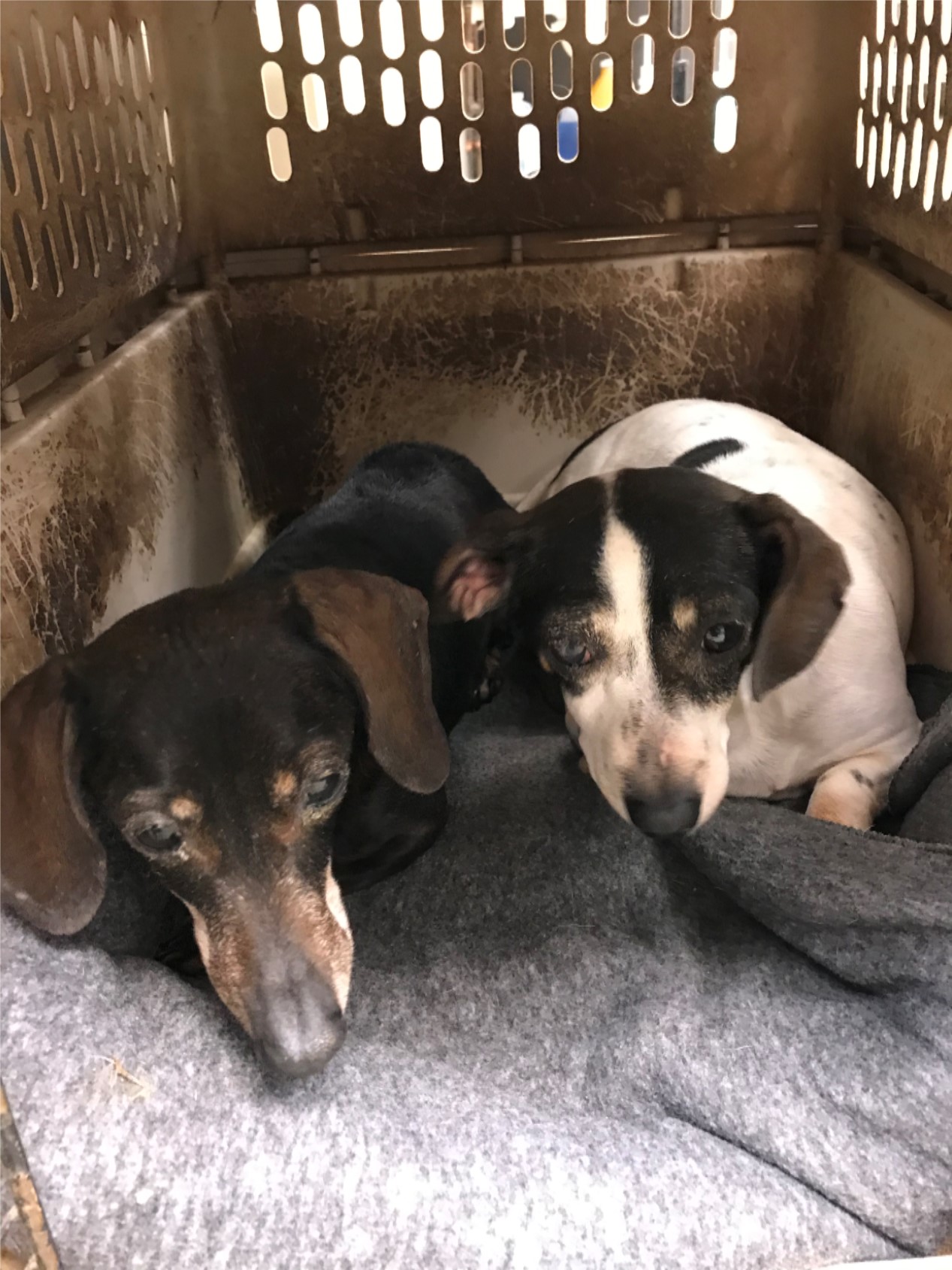 dachshund rescue st louis