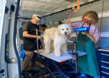 pet companies near me