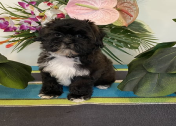 shih tzu breeders nj