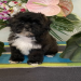 shih tzu breeders nj