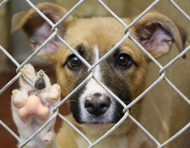 no kill shelters around me