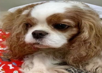 cavalier king charles spaniel rescue usa