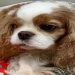 cavalier king charles spaniel rescue usa