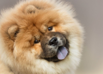 show me a picture of a dog