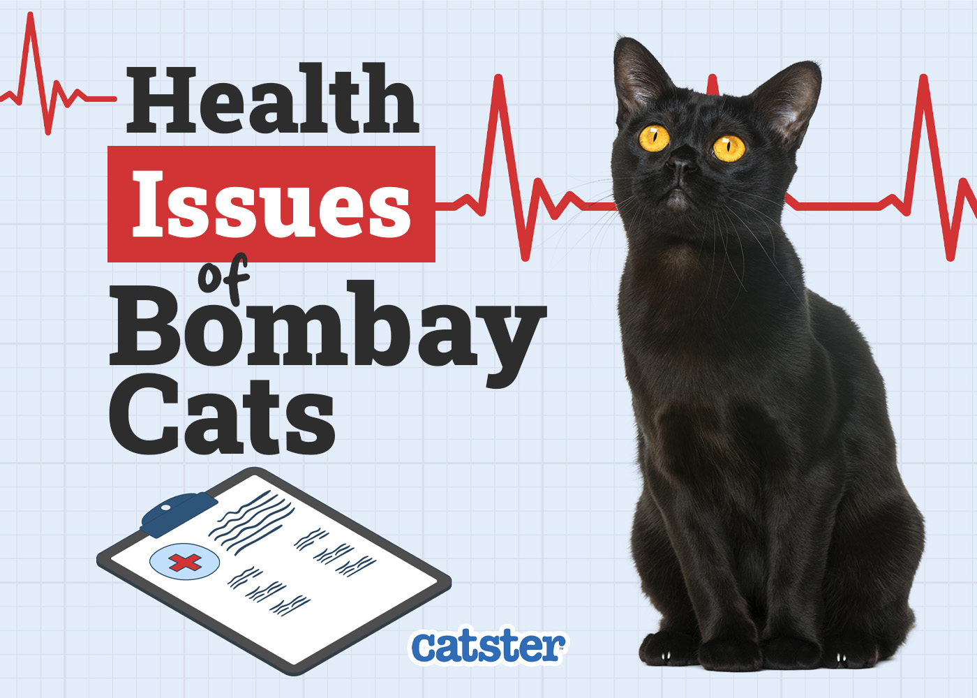 bombay cat health problems