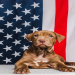 dog united states