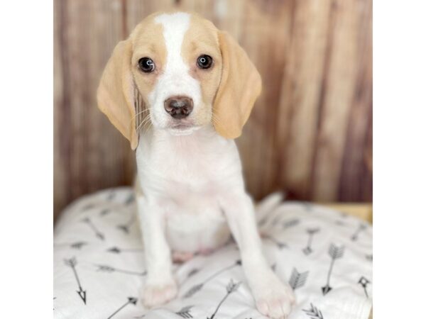 lemon beagle puppy for sale