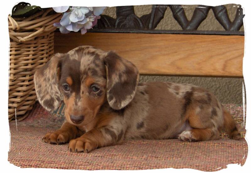 mini dachshund puppies for sale nj