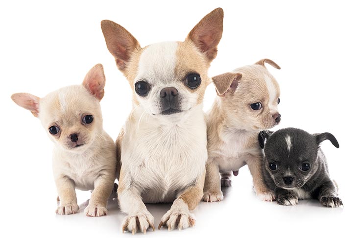 chihuahua breeders nj