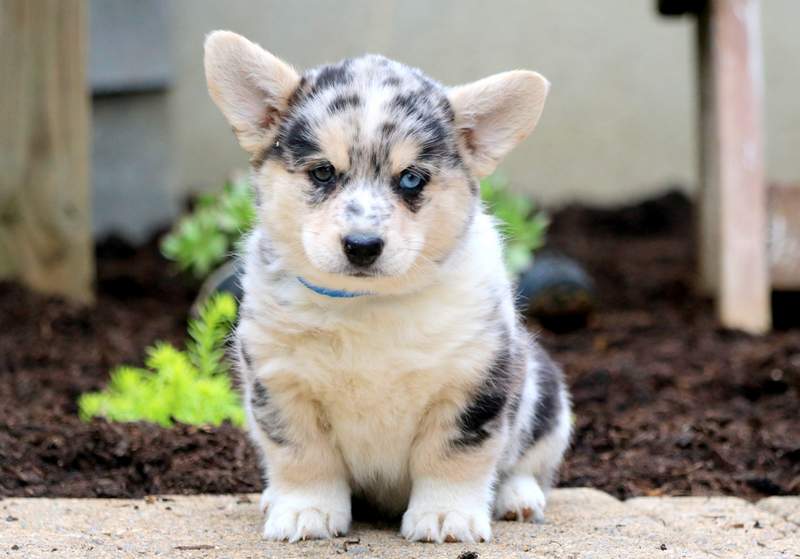 husky corgi mix puppy for sale
