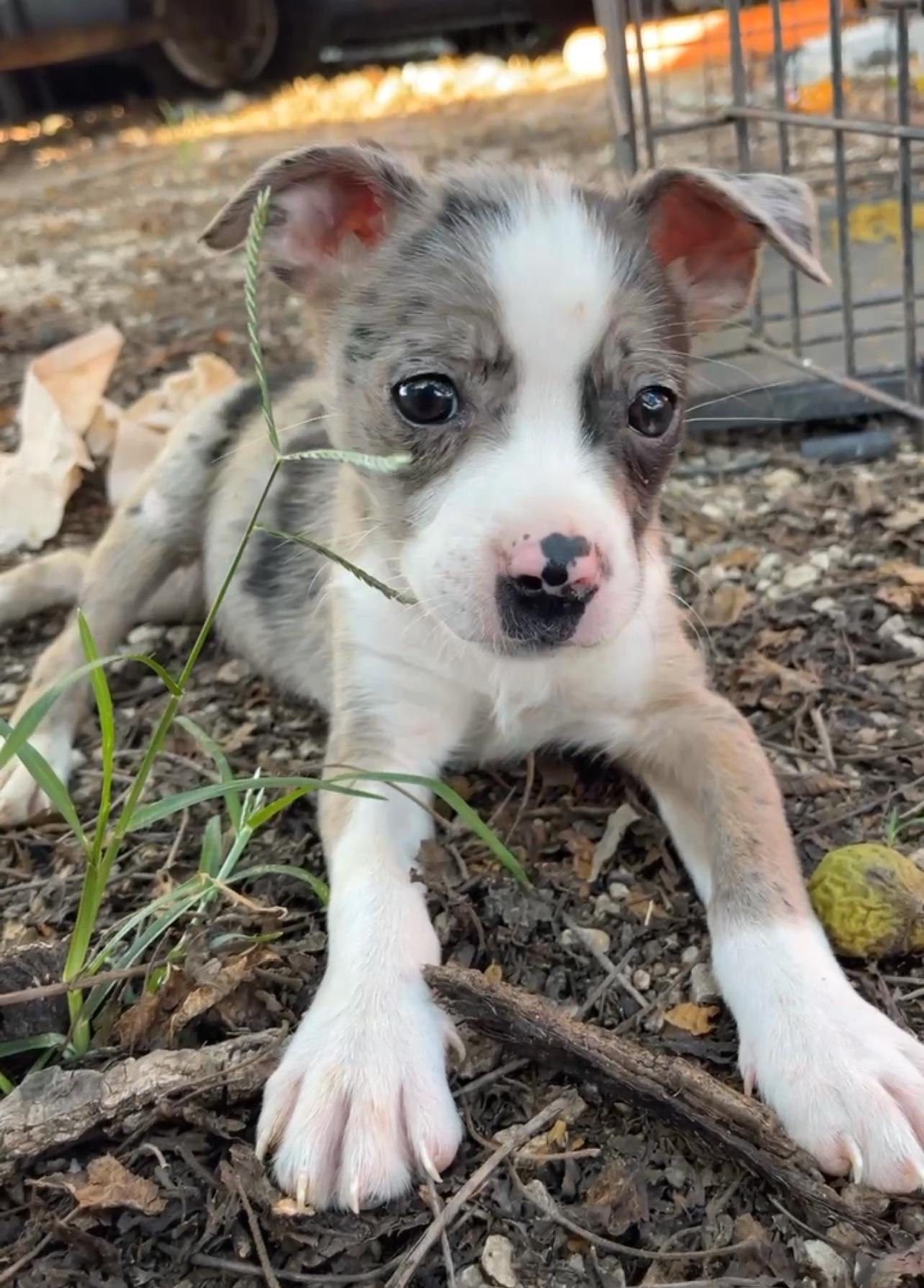 boston terrier aussie mix