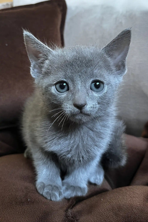 blue russian kittens for sale