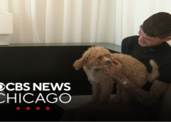 goldendoodle rescue illinois