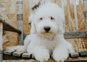 toy sheepadoodle