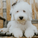 toy sheepadoodle