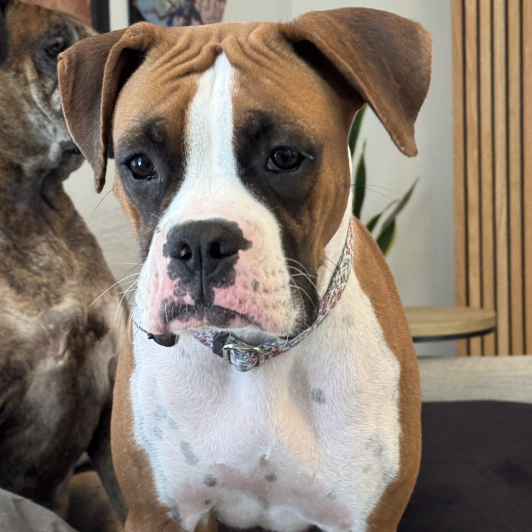 boxer rescue south carolina