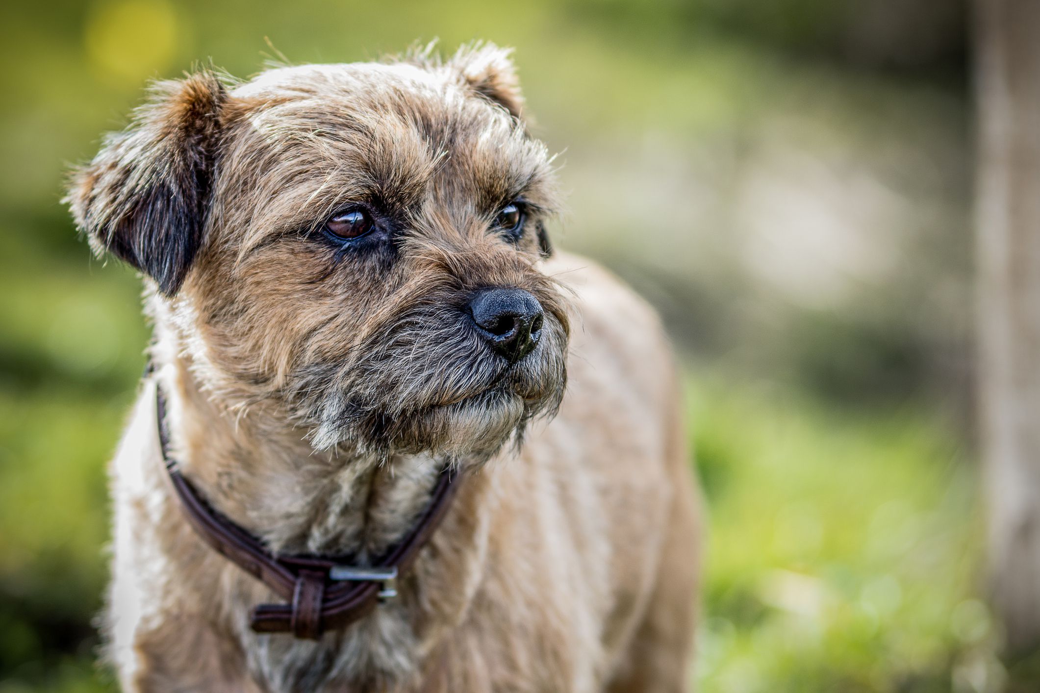 medium scruffy dog breeds