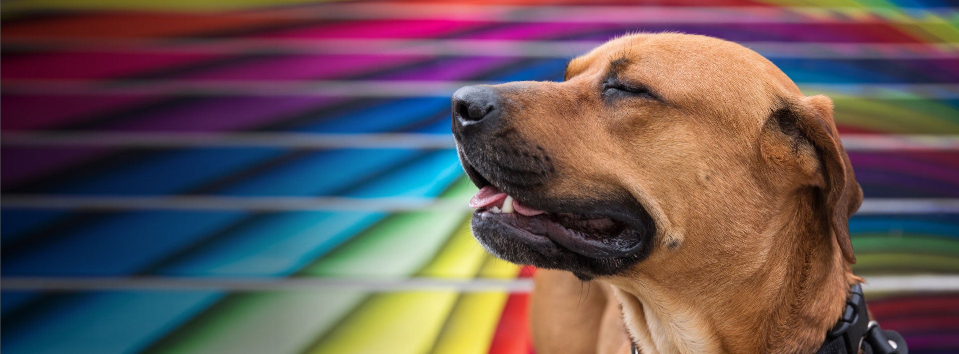 best friends.org-dogs