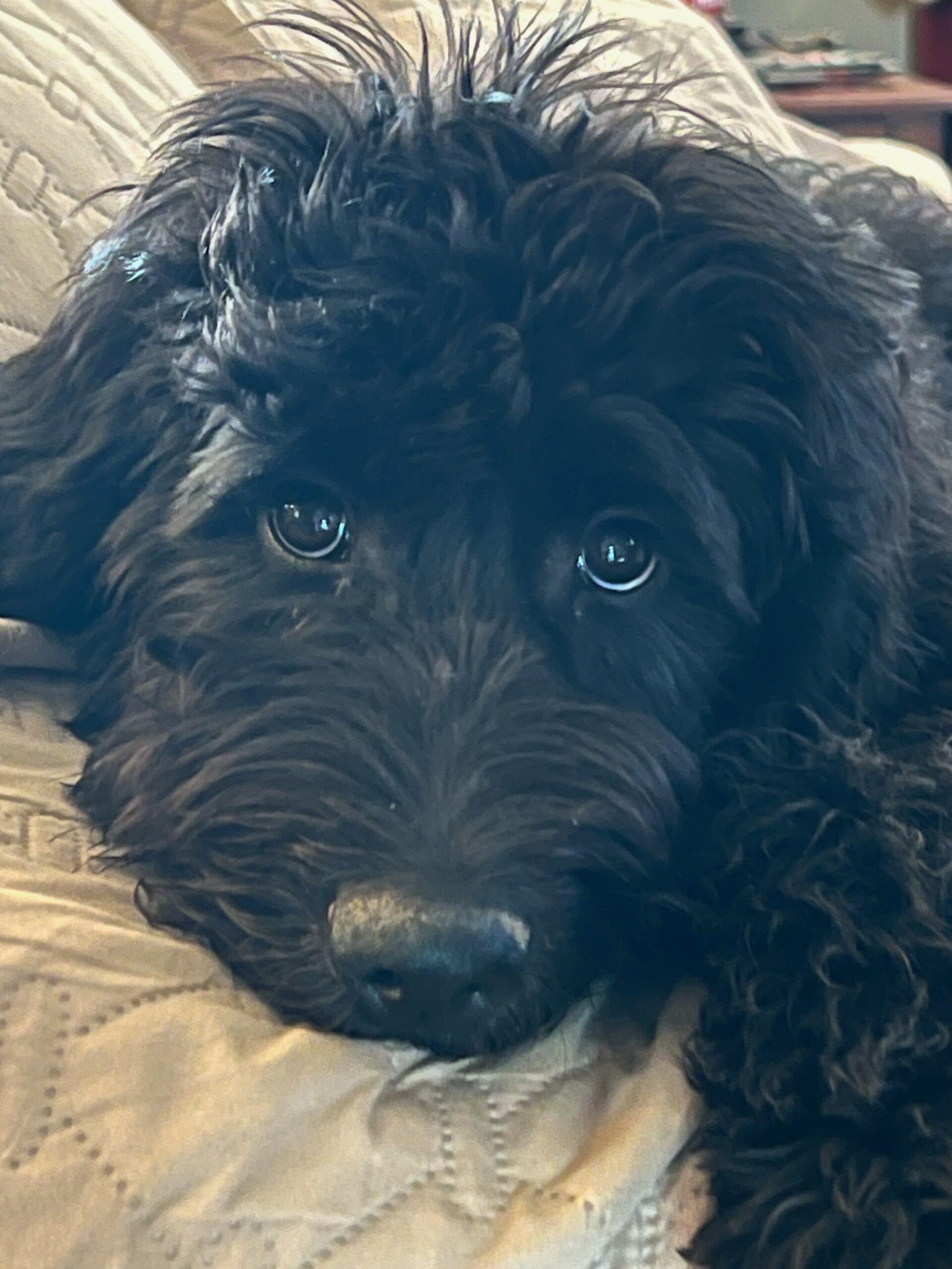 labradoodle rescue arizona