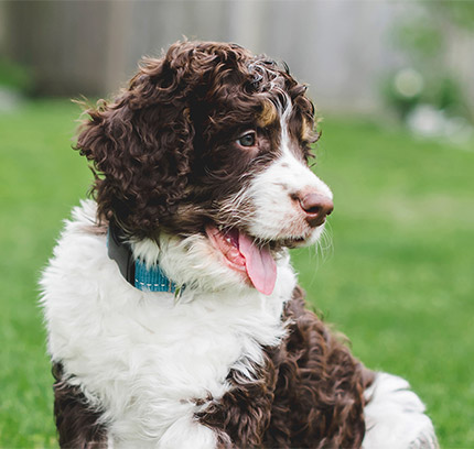 bernedoodle rescue nj