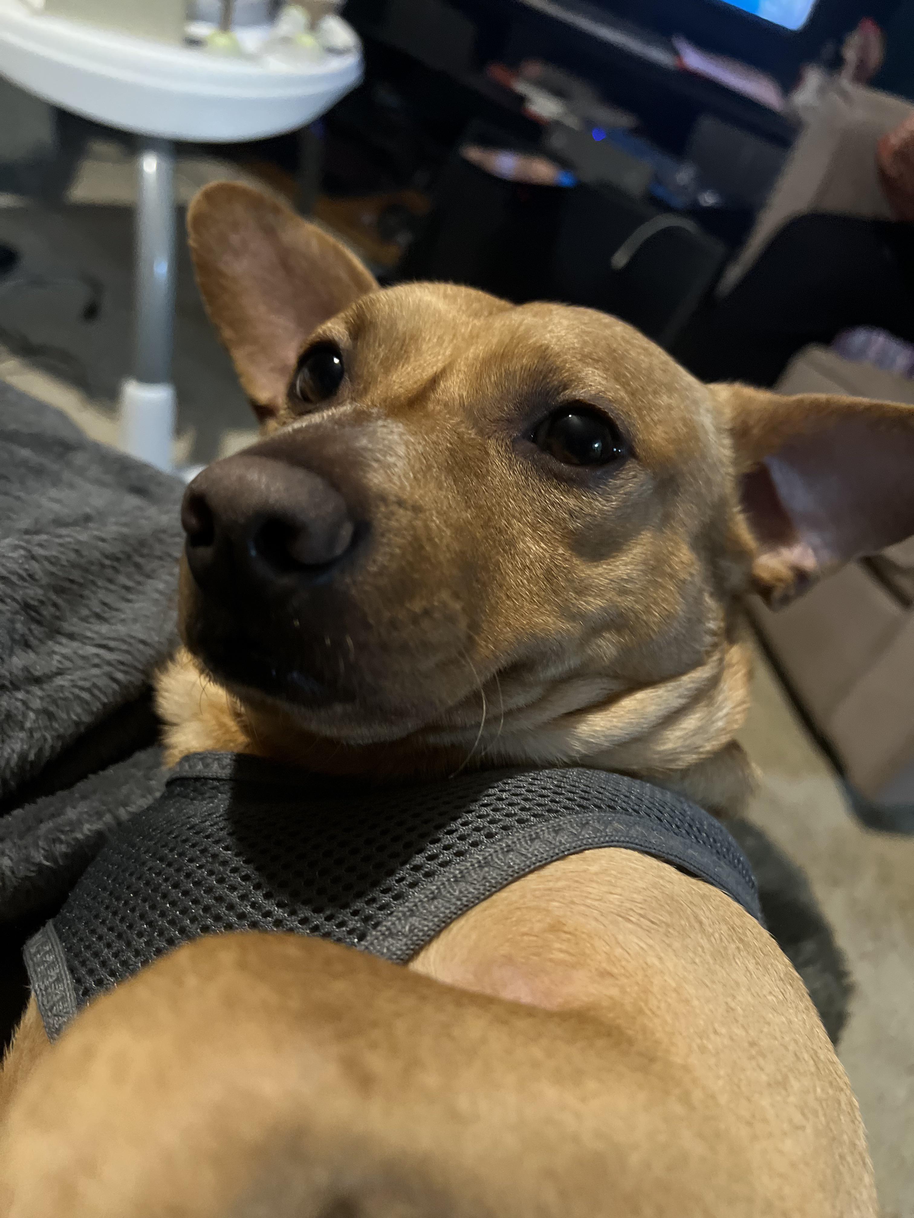 corgi dachshund chihuahua mix