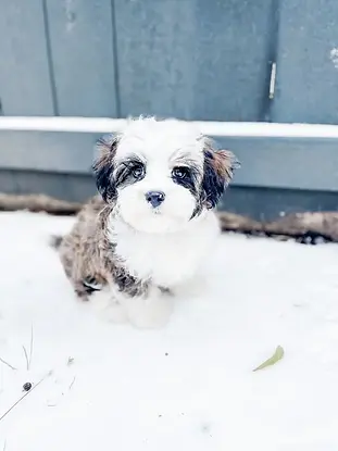 small dogs for sale in my area