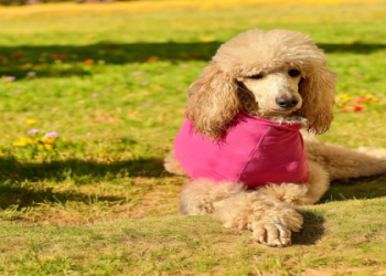 poodles for adoption near me under $500