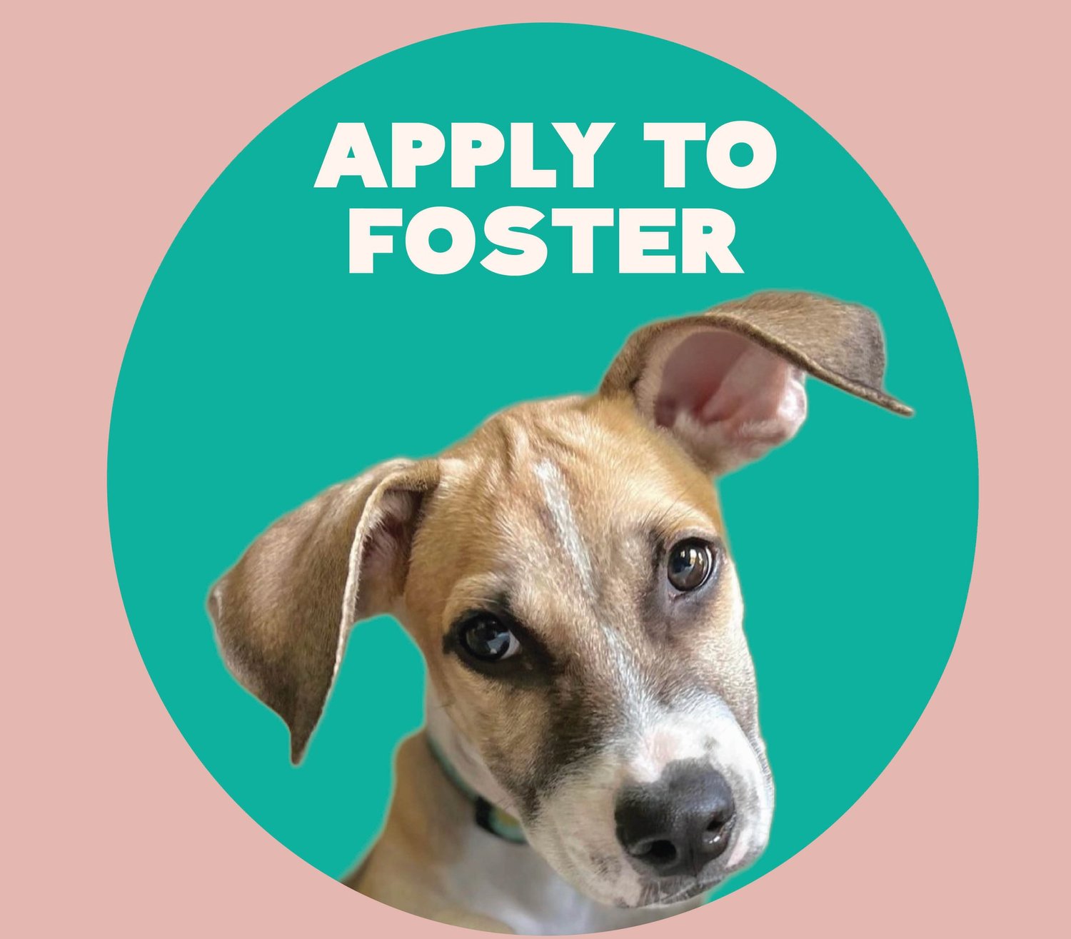 foster dog app