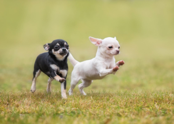 chihuahua for sale washington