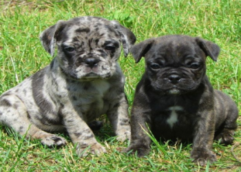 pug vs boston terrier