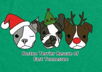 boston terrier rescue tennessee