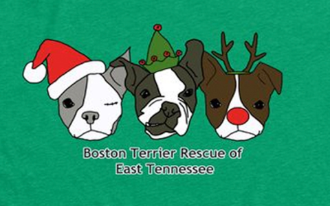 boston terrier rescue tennessee