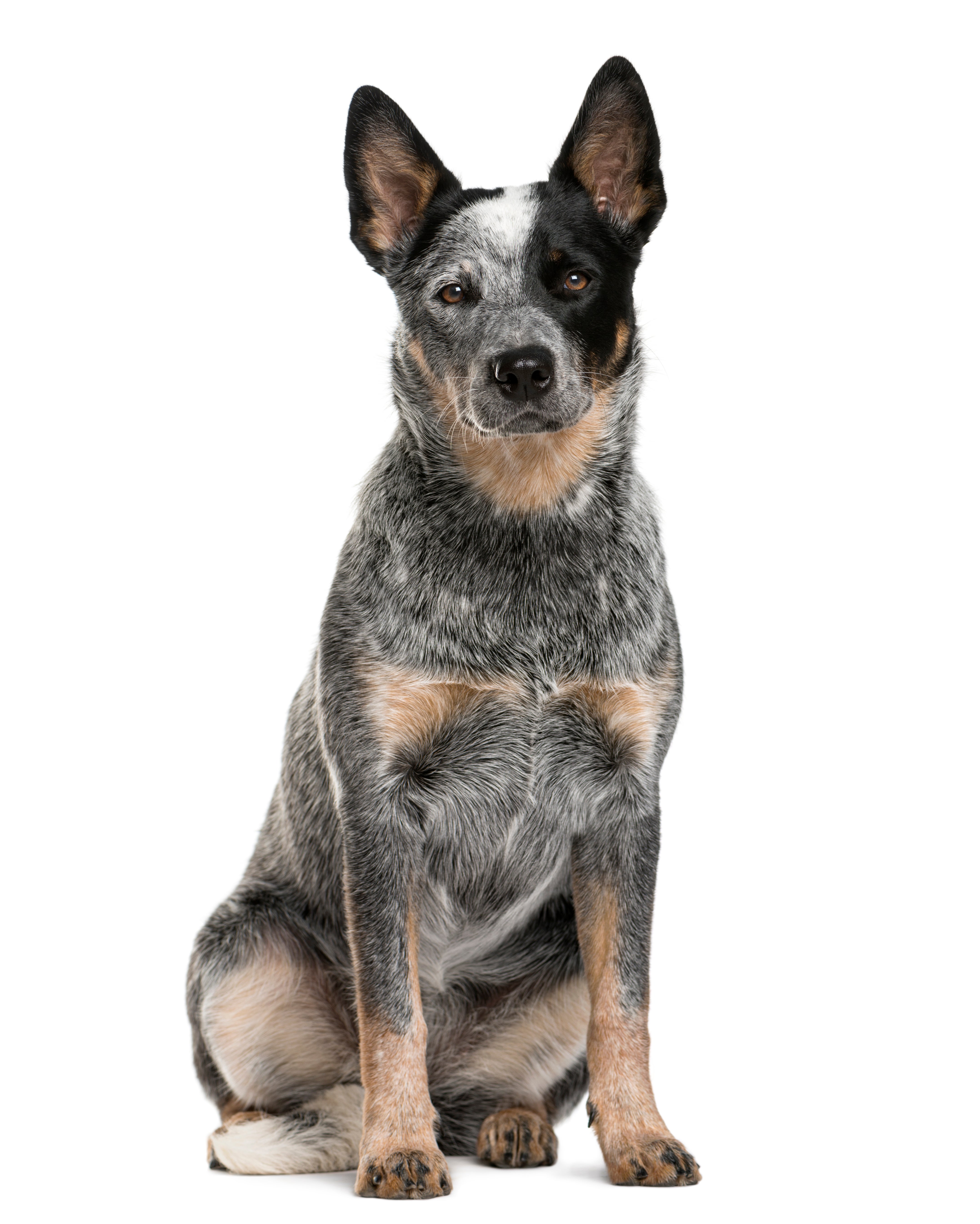 australian cattle dogs near me
