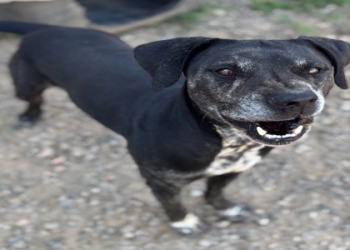 senior dog adoption near me